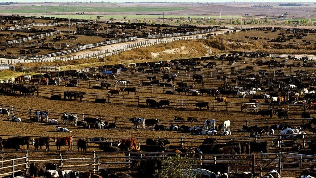 Confinamento nos EUA: menor oferta no mercado global de carne pela frente
