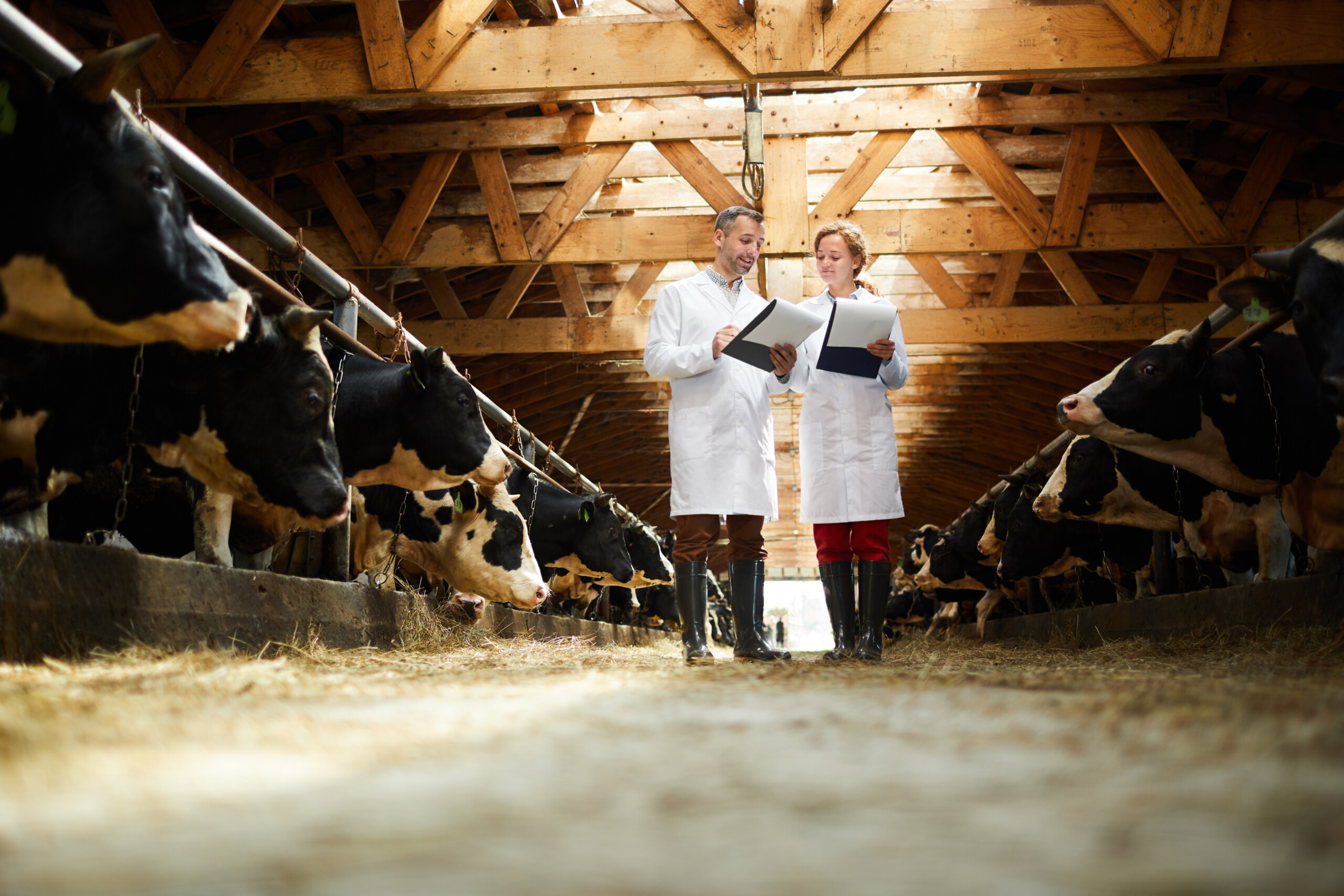 Veterinários trabalhando na produção de leite; criação de vacas. Legenda: Shutterstock