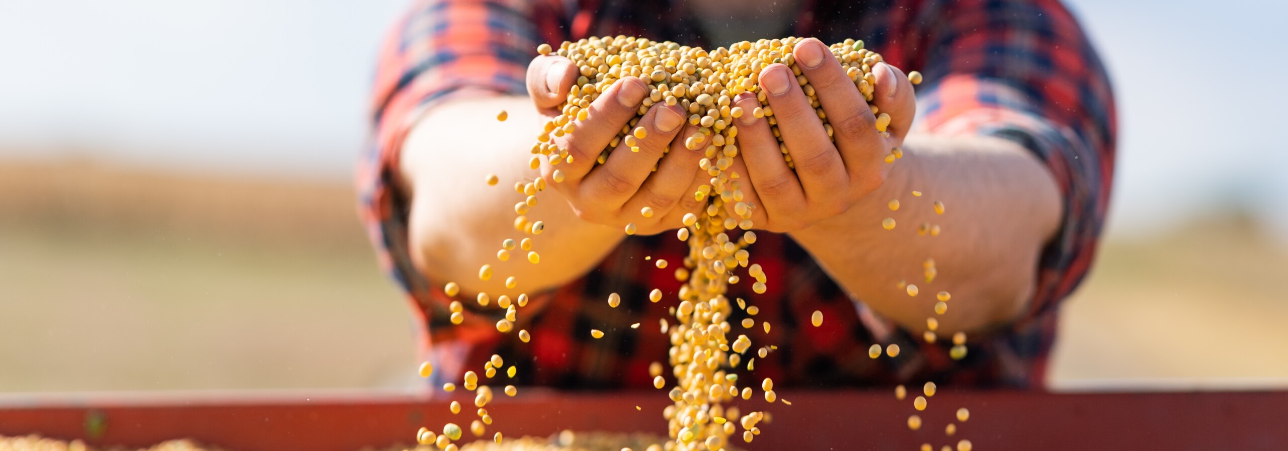 Agricultor manuseia grãos de soja; Fonte: Shutterstock