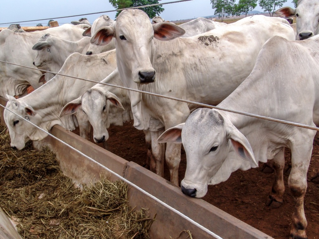 Boi no confinamento; Minerva paralisa abates em Mineiros Boi no confinamento; Minerva paralisa abates em Mineiros