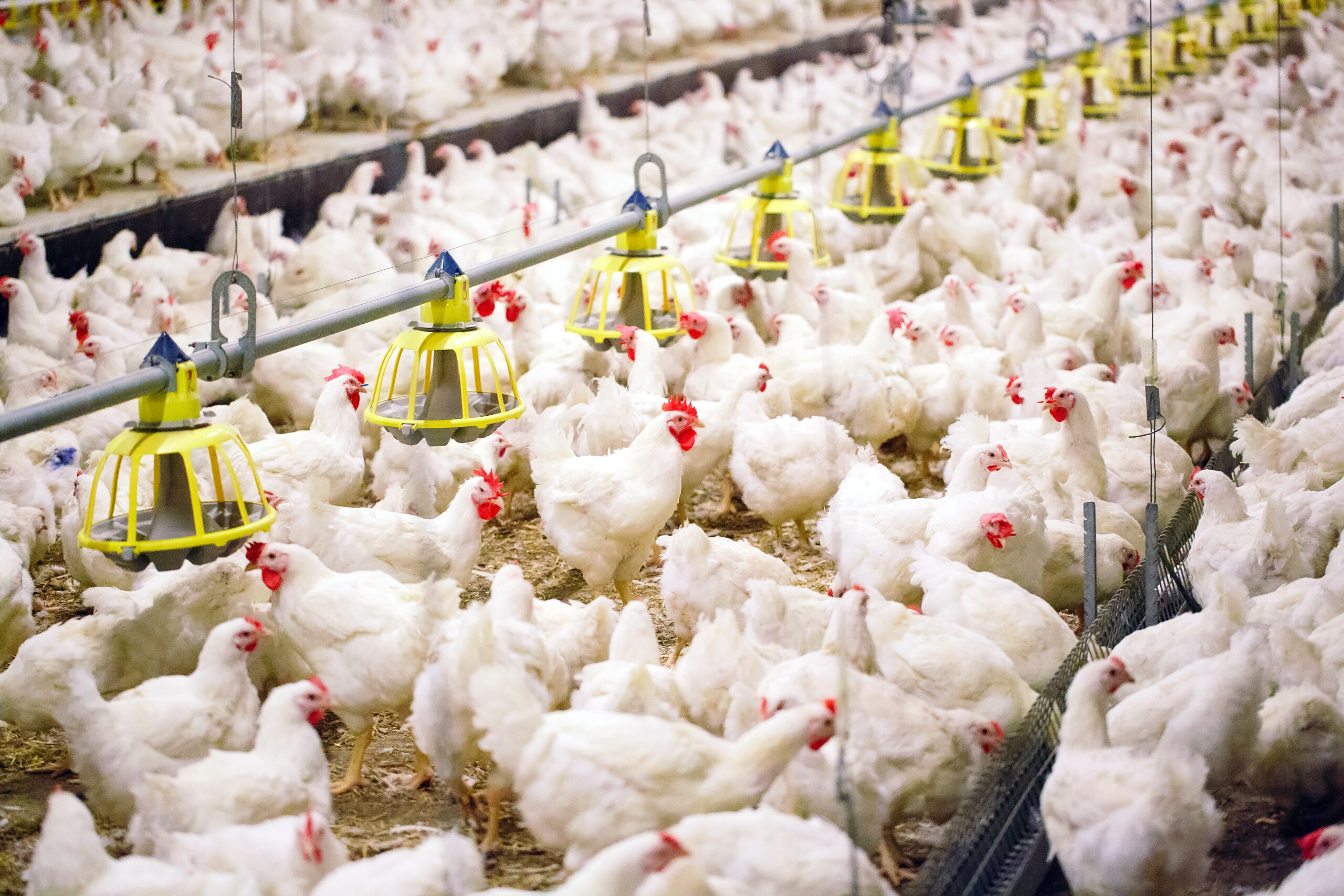 Produção brasileira de frango ficará abaixo do previsto, dia ABPA; empresas adotam medidas para reduzir oferta | Crédito: Shutterstock