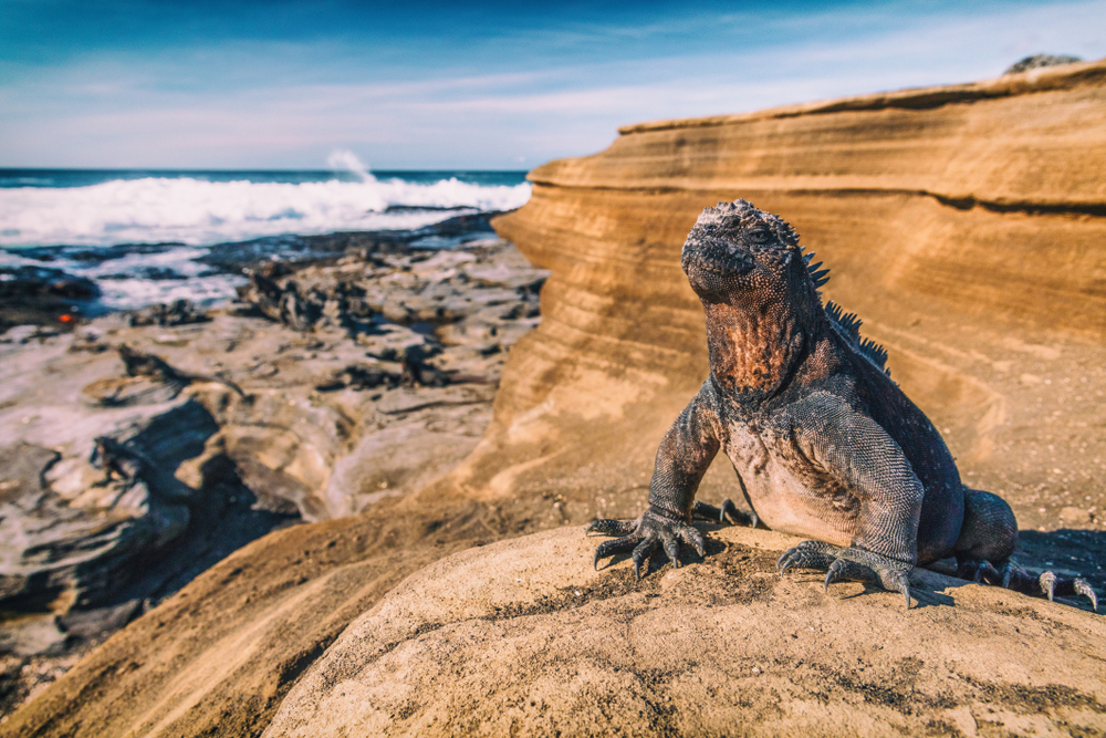 Como a Galapagos está lidando com os atrasos nos pagamentos