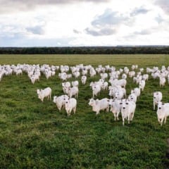 Gado em Mato Grosso. Agricultura regenerativa | Crédito: Schuttertsock