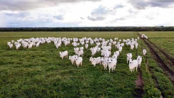 Gado em Mato Grosso. Agricultura regenerativa | Crédito: Schuttertsock Gado em Mato Grosso. Agricultura regenerativa | Crédito: Schuttertsock