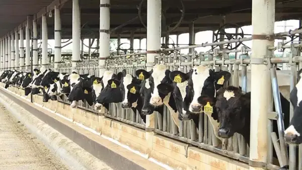 Fazenda Colorado está entre os maiores produtores d eleite do Brasil
