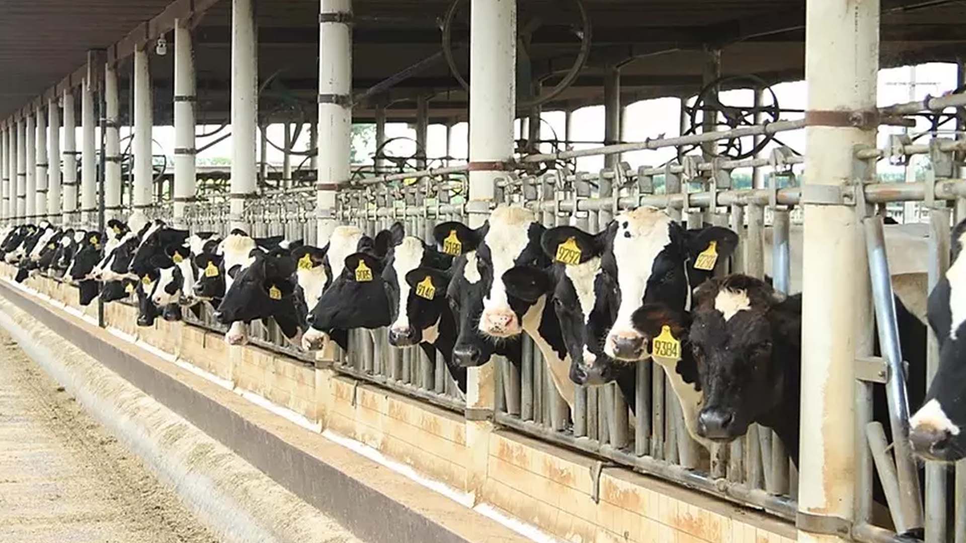 Fazenda Colorado está entre os maiores produtores d eleite do Brasil