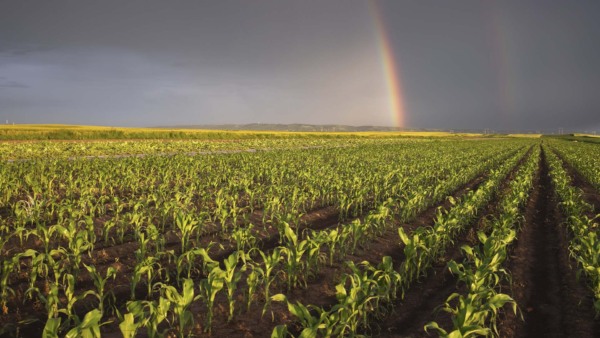 Chuva forte em lavoura de milho | Crédito: shutterstock
