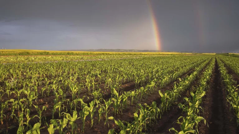 Chuva forte em lavoura de milho | Crédito: shutterstock