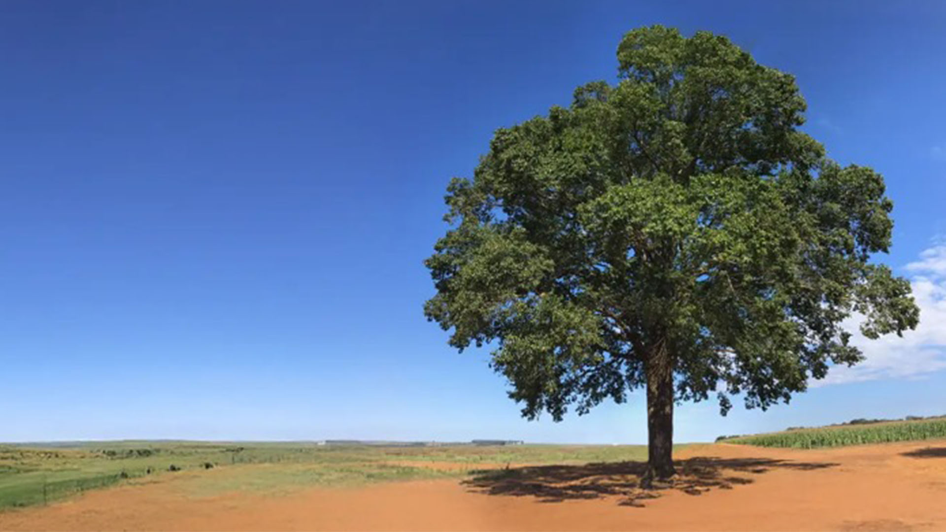 Jequitibá agro