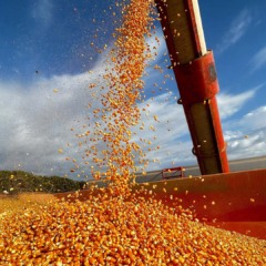 Colheita de milho; área de segunda safra triplicou desde 2000 | Crédito: Schutterstock