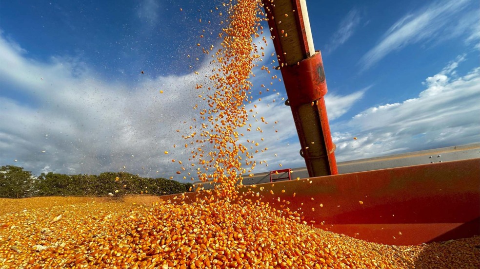 Colheita de milho; área de segunda safra triplicou desde 2000 | Crédito: Schutterstock Colheita de milho; área de segunda safra triplicou desde 2000 | Crédito: Schutterstock