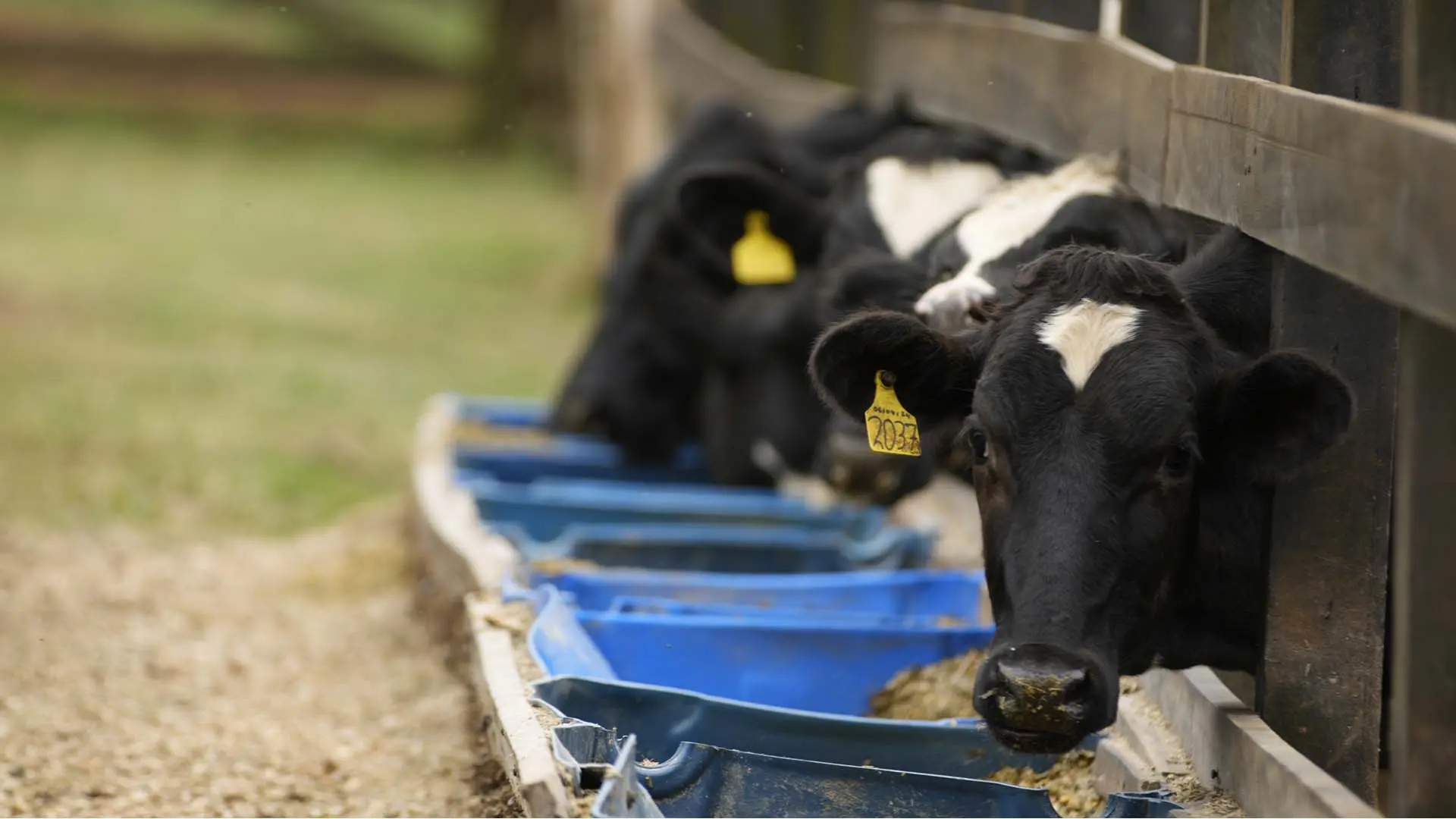 Gado leiteiro na compost barn construída recentemente na Fazenda Cachoeira das Antas, em Santa Rita de Caldas (MG) | Crédito: Divulgação