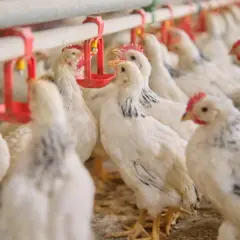 Por que a China ainda está fechada para o frango brasileiro | Crédito: Schutterstock