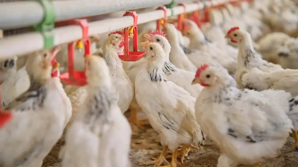 Exportações de frango devem subir em 2026 | Crédito: Schutterstock