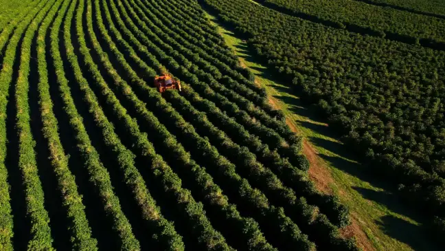 Colheita de café no Brasil ; governo lança app para atender exigências da UE | Crédito: Schutterstock