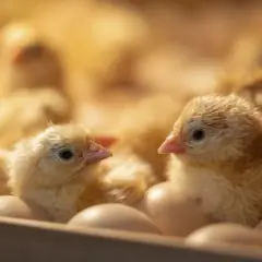 Gargalo na genética avícola desafia indústria do frango, poultry | Crédito: Schutterstock