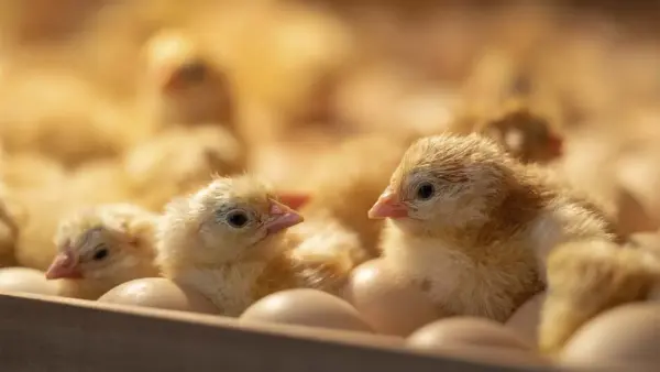Gargalo na genética avícola desafia indústria do frango, poultry | Crédito: Schutterstock
