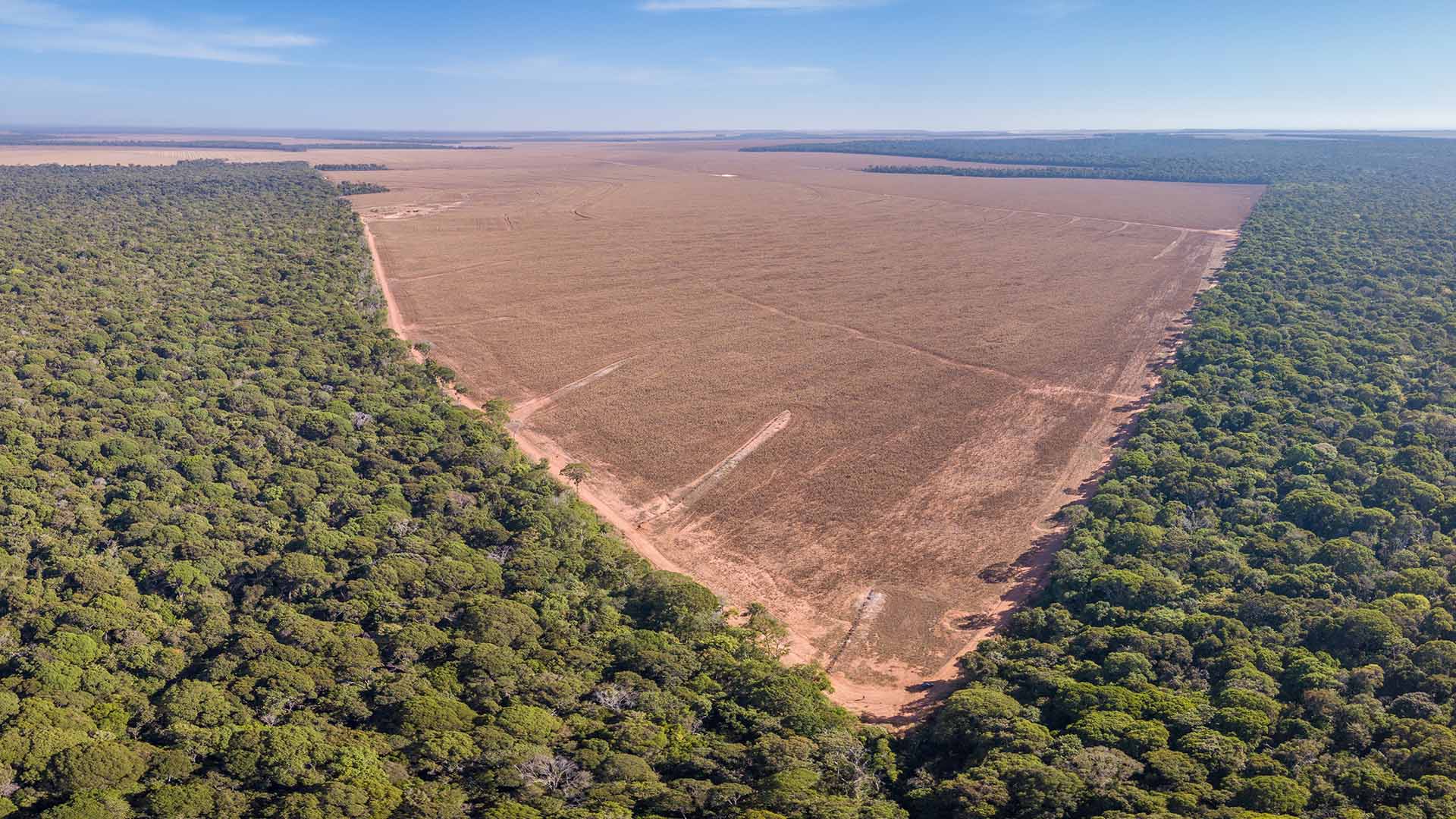 Desmatamento Amazônia