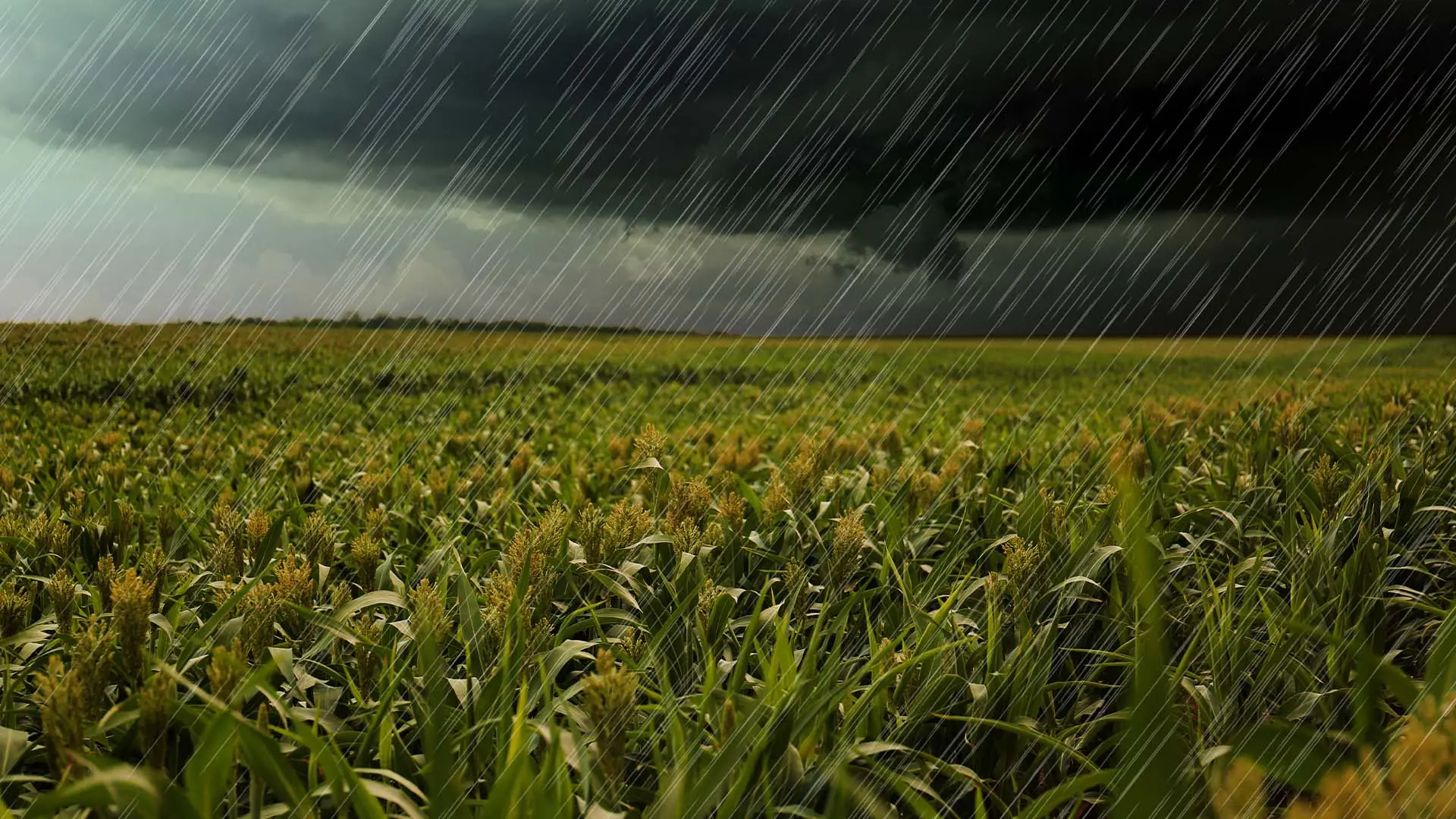 Chuva em lavoura de milho | Crédito: Schutterstock