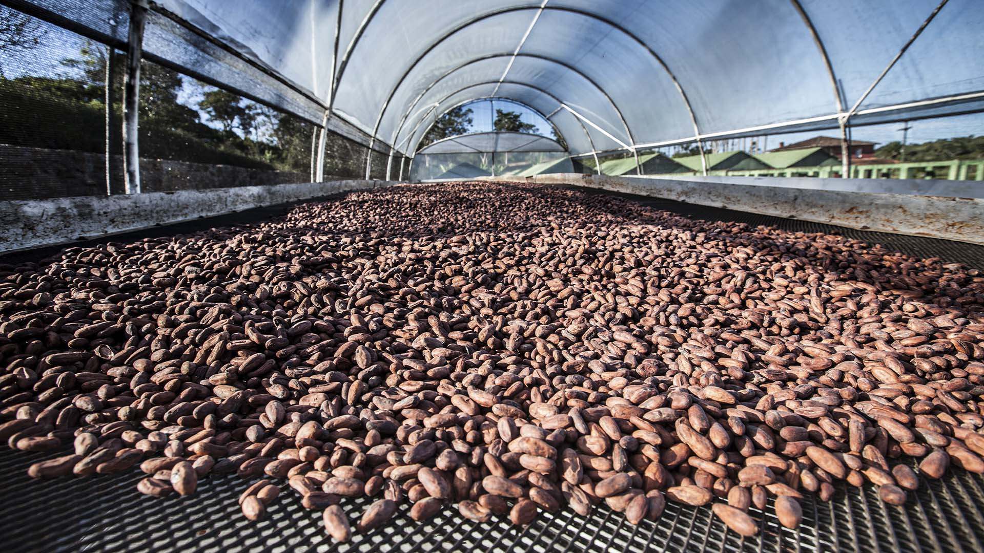 Cacau em processo de secagem em Ilhéus | Crédito: Schutterstock