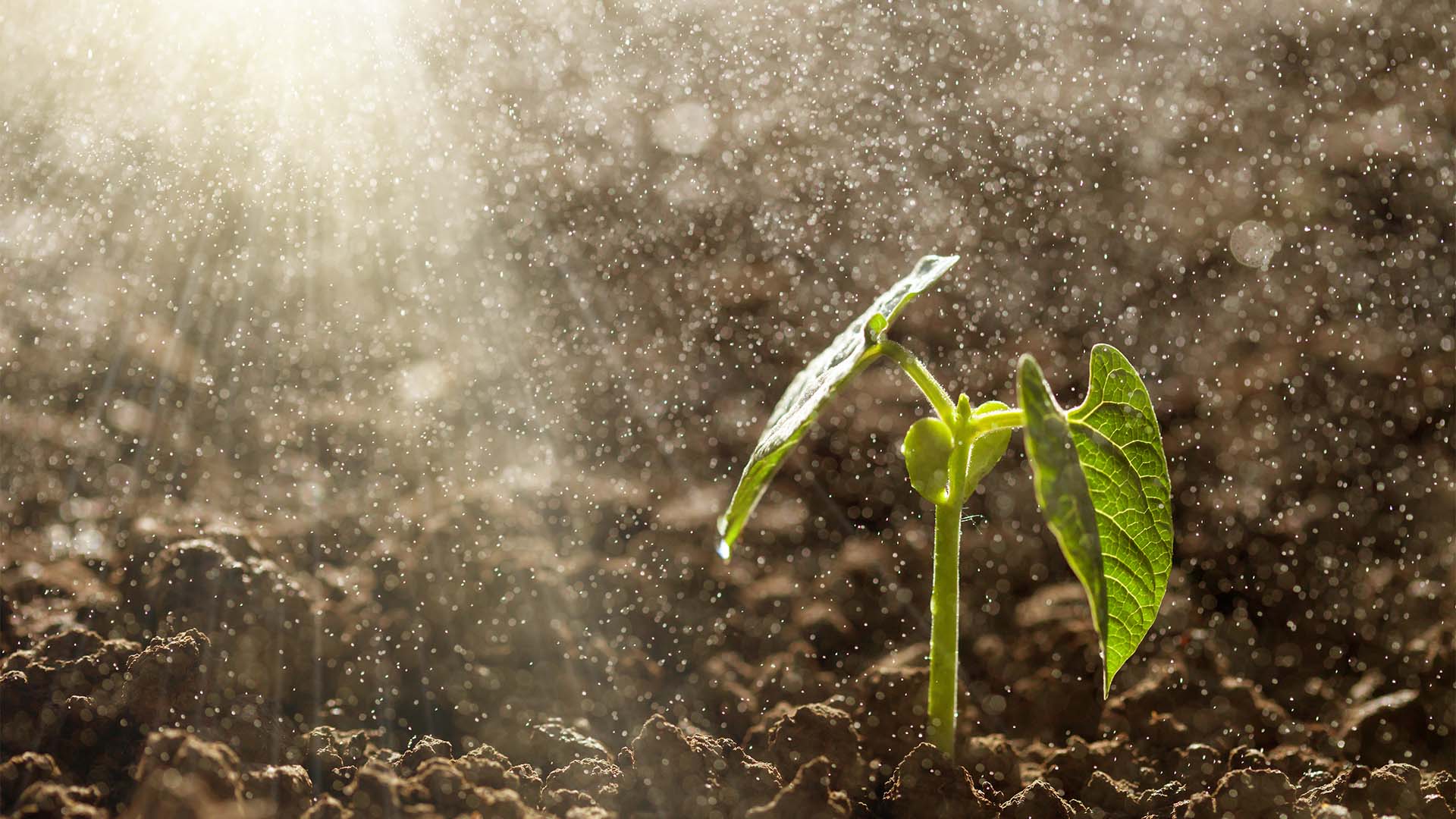 Chuva deve favorecer plantio mais cedo este ano | Crédito: Schutterstock
