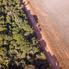 moratória da soja ; desmatamento