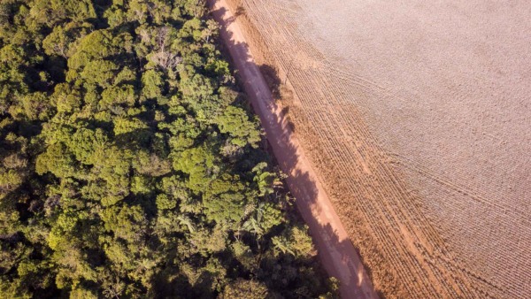 moratória da soja ; desmatamento