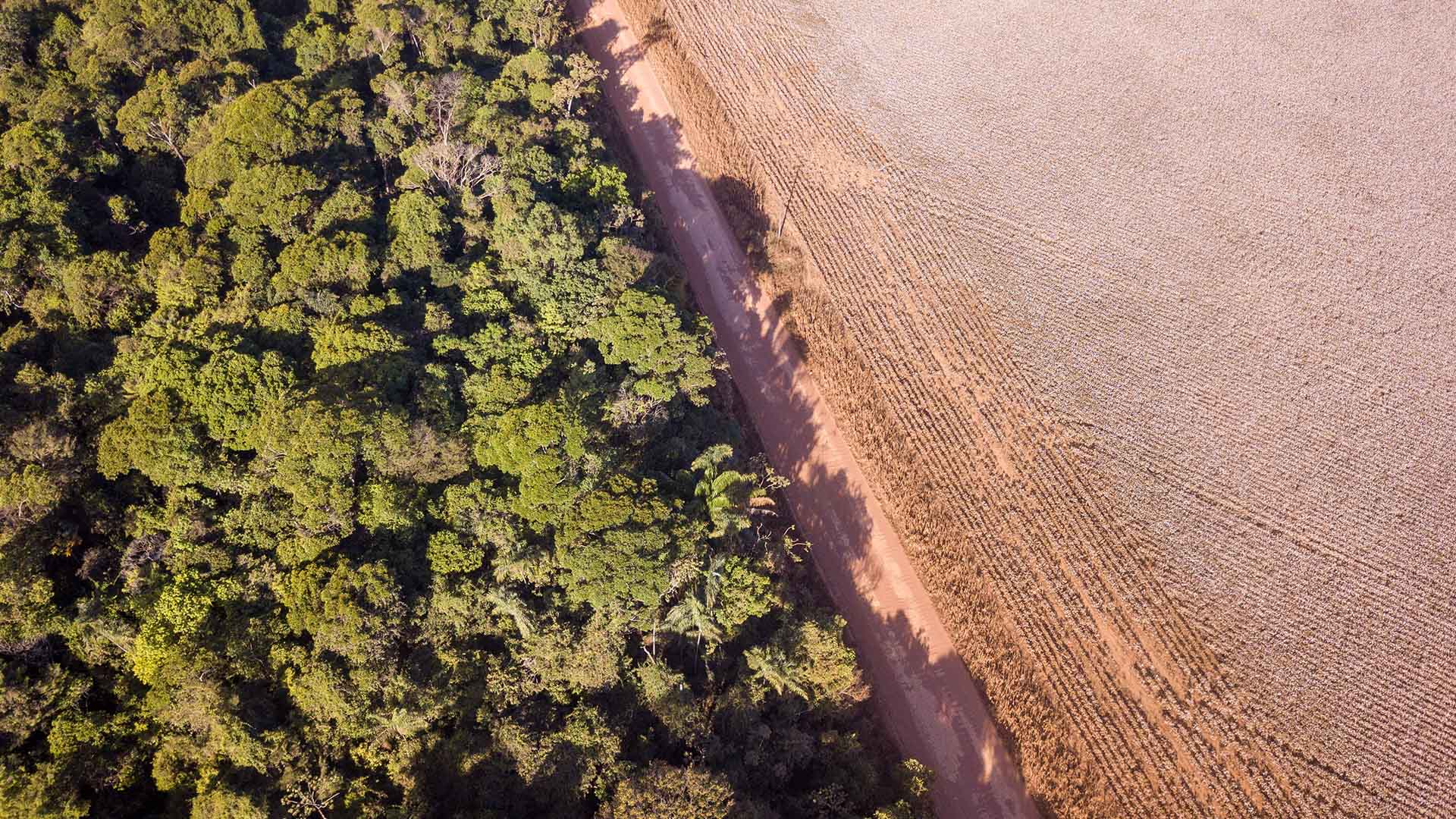 moratória da soja ; desmatamento