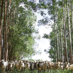 ILPF, sistema integra adaptação e mitigação às mudanças climáticas | Crédito CNA / Tony Oliveira