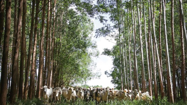 ILPF, sistema integra adaptação e mitigação às mudanças climáticas | Crédito CNA / Tony Oliveira