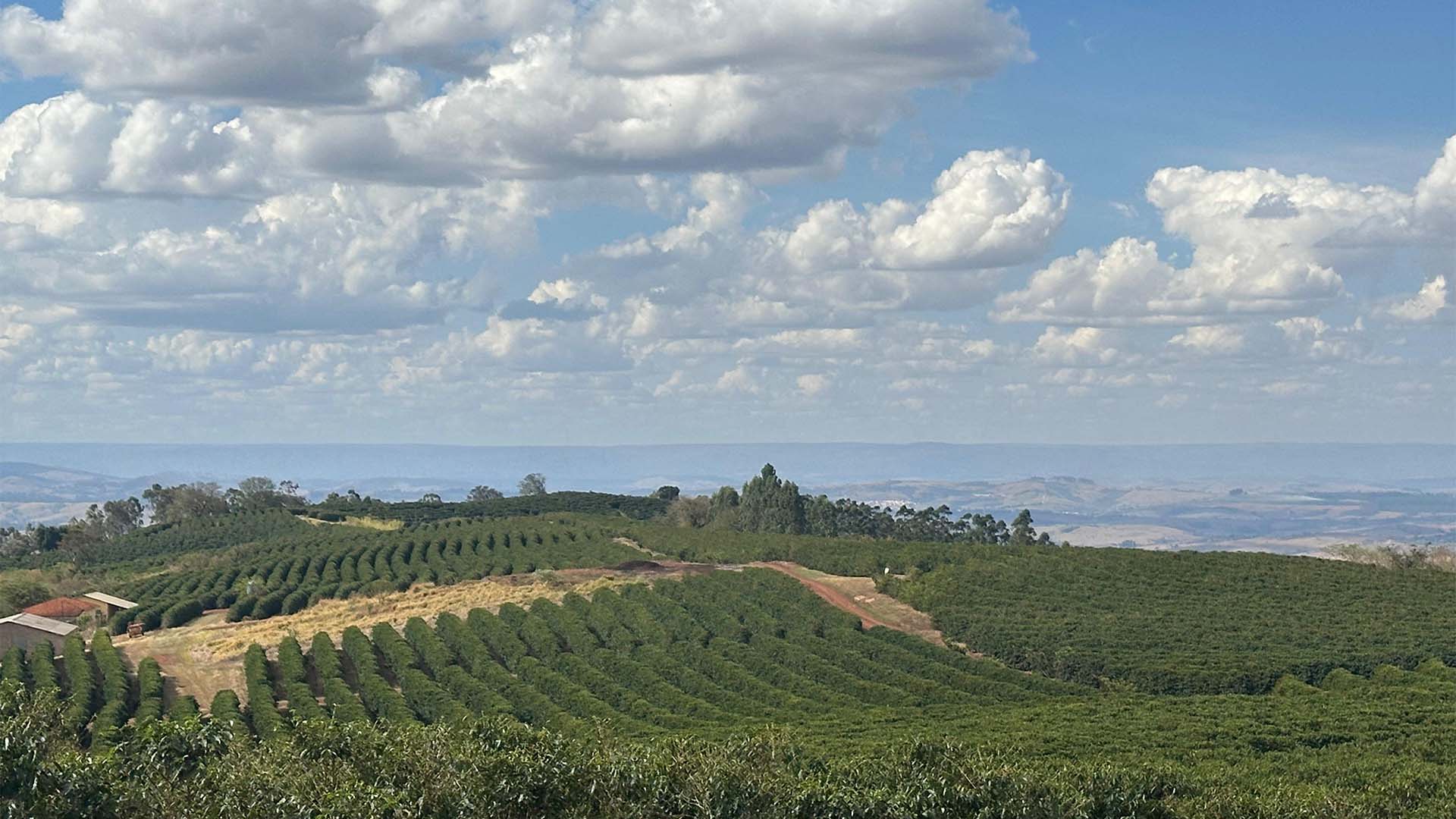 Fazenda de café Ponta da Serra em Capetinga (MG), parceira da Nestlé em agricultura regenerativa | Crédito: Karina Souza