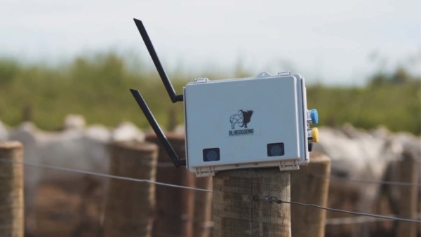 Essa startup pesa bois sem balança, com câmeras 3D e inteligência artificial