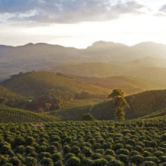 Plantação de café