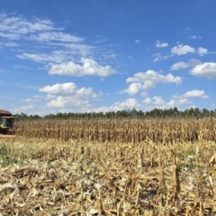 Fazenda Estância, parceira da Bayer em projetos de agricultura regenerativa | Crédito: Divulgação