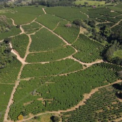 Fazenda Nova Cintra, produtora de café com certificação da Rainforest Alliance em agricultura regenerativa | Crédito: Divulgação