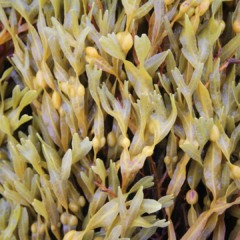 Algas ascophylum nodosum | Crédito: Schutterstock
