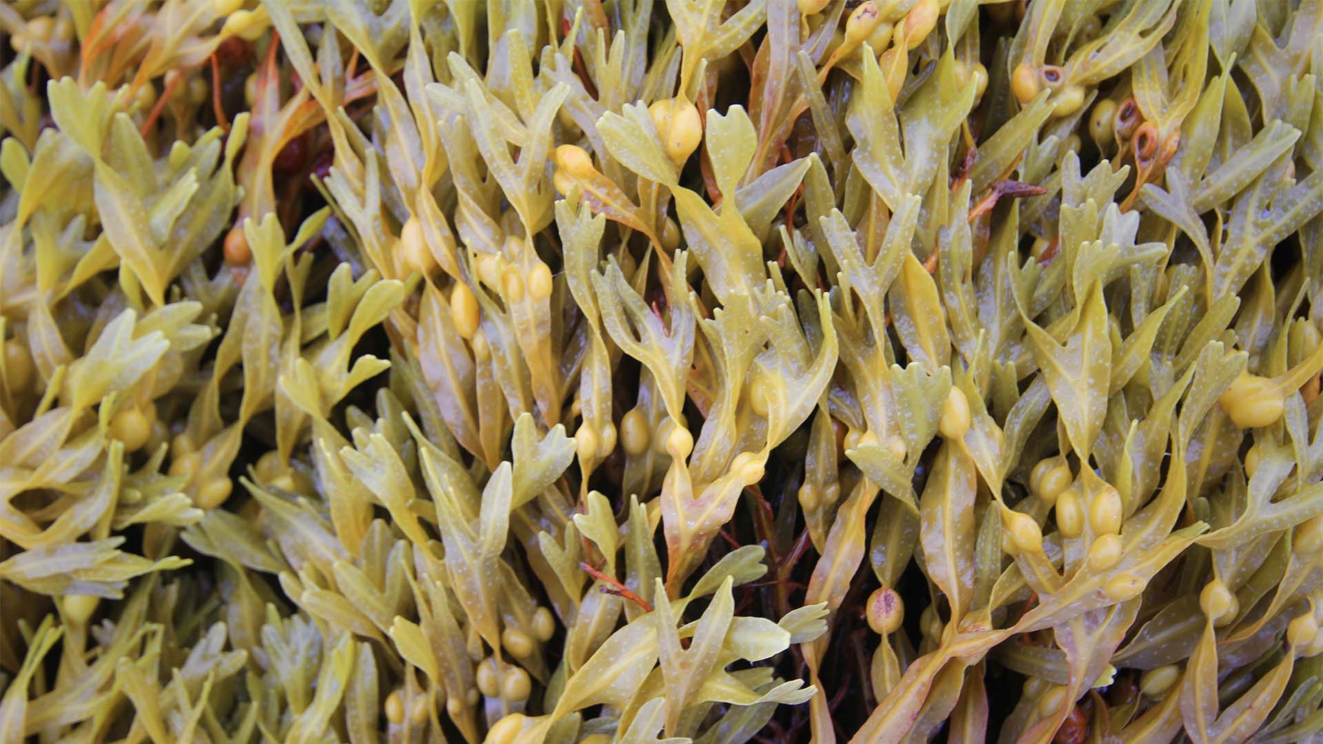 Algas ascophylum nodosum | Crédito: Schutterstock