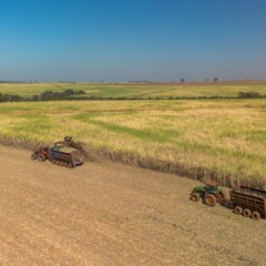 Plantação de cana da Tereos em Olímpia (SP)