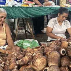 Na terra do babaçu, as quebradeiras cultivam a nova geração